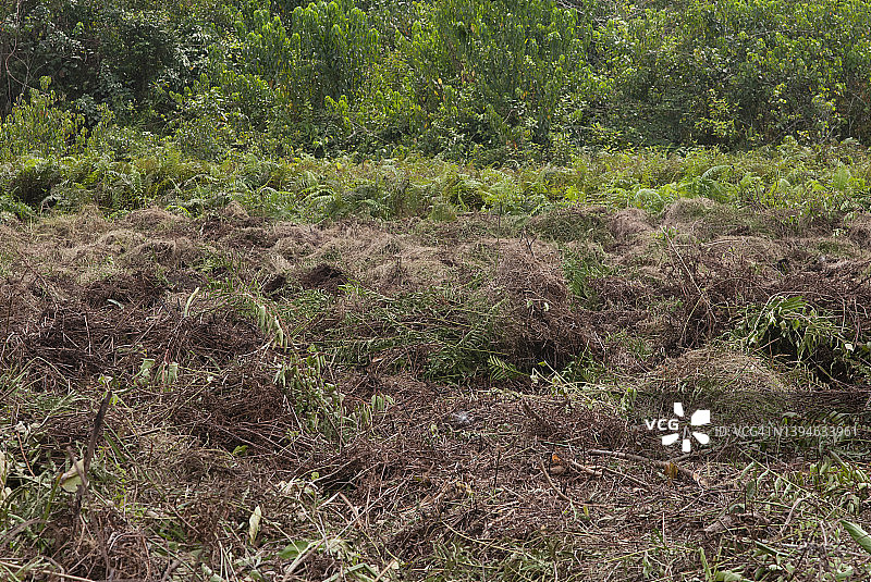利比里亚热带雨林中准备收割水稻的农田图片素材
