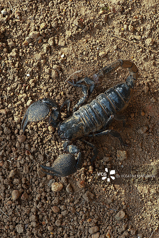 一只黑色帝王蝎在利比里亚的泥土上行走图片素材