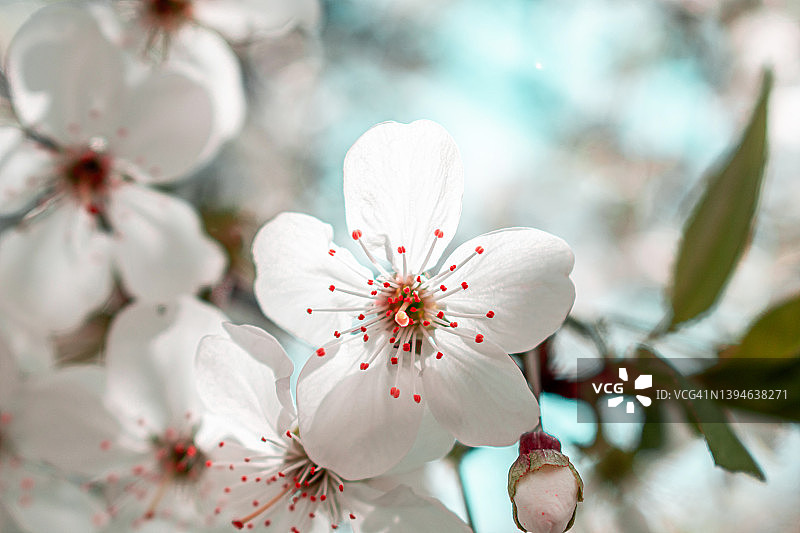 美丽的粉色樱花树，春天美景图片素材