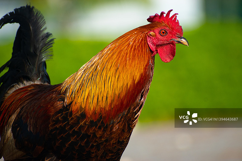 站在阳光下的烘焙师图片素材