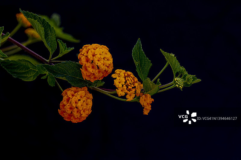 黑色背景上的马缨丹花图片素材