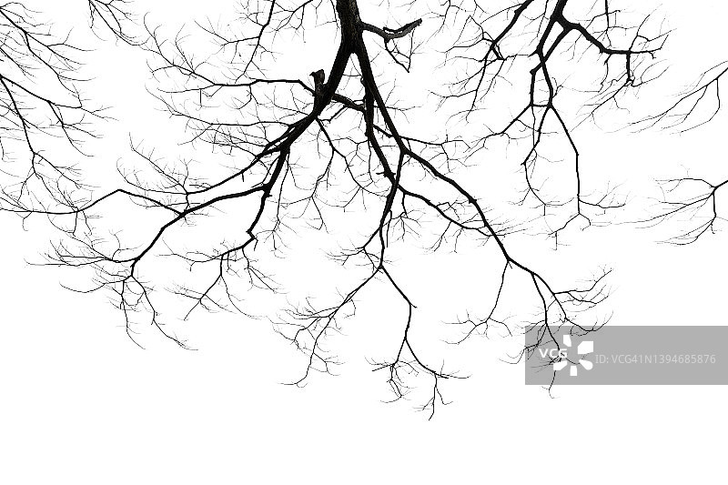 白色背景上孤立的枯树枝图片素材