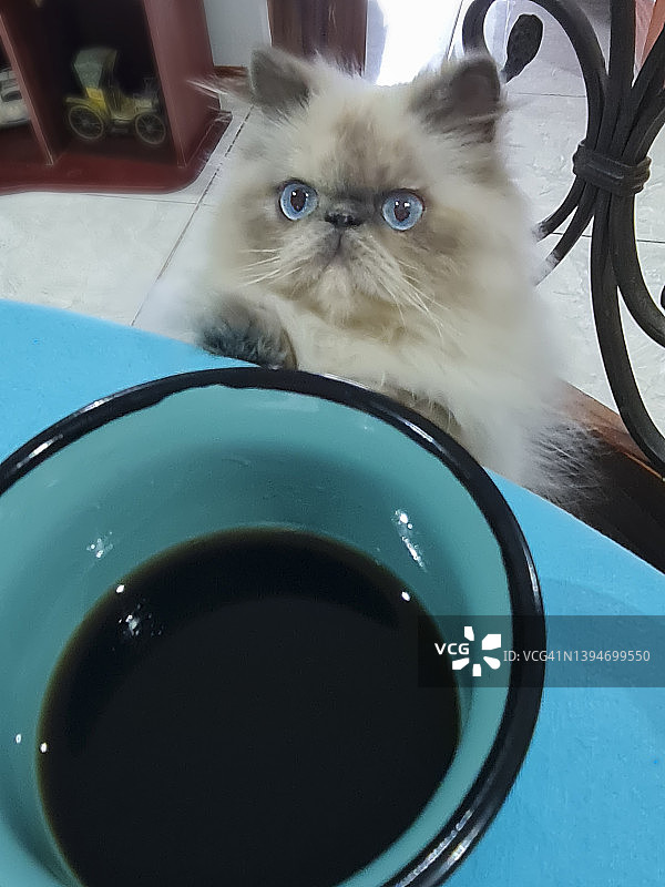 猫想闻一杯咖啡图片素材