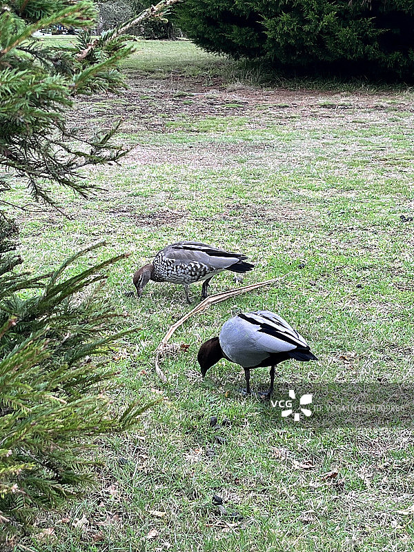 草坪上的鸭子一家图片素材