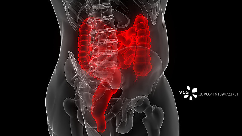 人体消化系统大小肠解剖图片素材