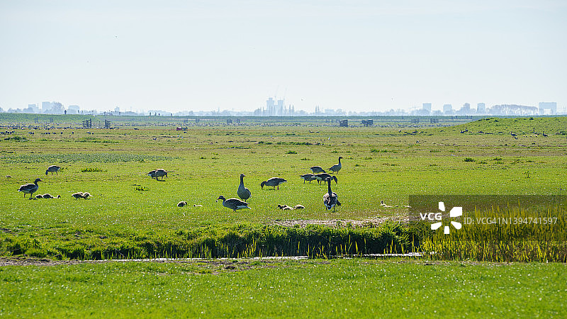 荷兰农场草地上的鸭子图片素材