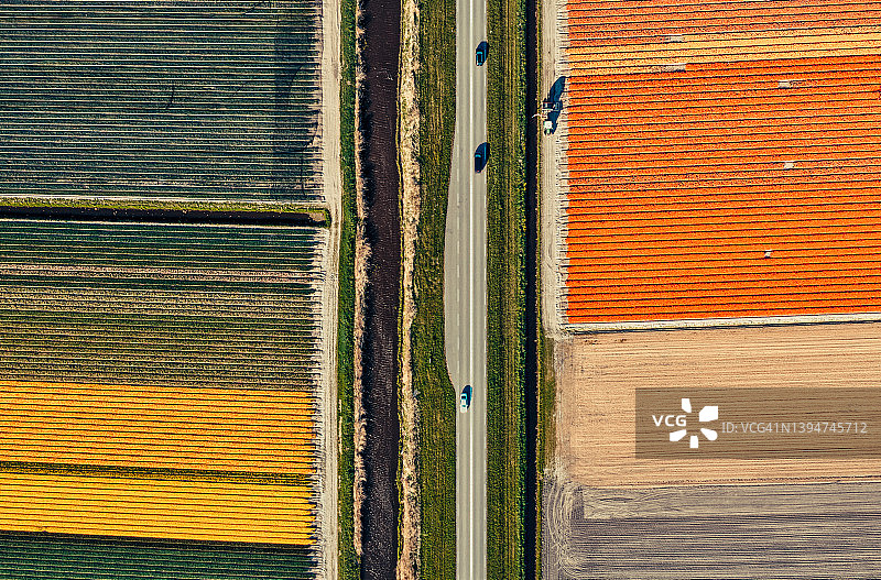 荷兰五彩缤纷的郁金香花田航拍景观图片素材