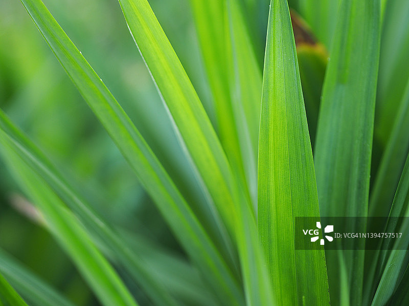 花园里的香兰叶绿植背景图片素材
