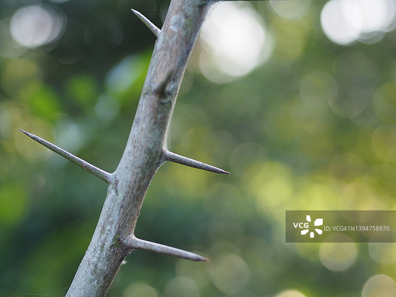 带刺树木：麻风柑图片素材