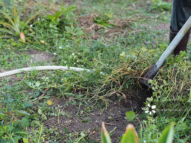 穿靴子，用锄头挖土种树的女人图片素材