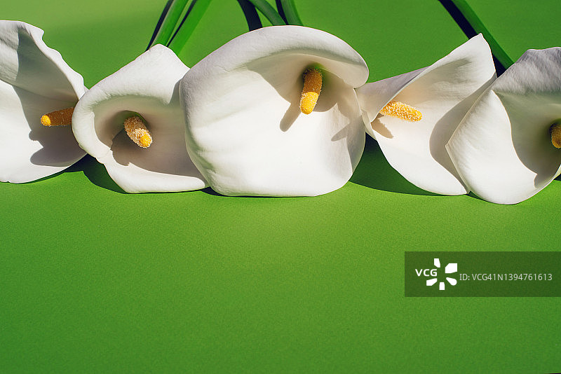 美丽的白色马蹄莲在彩色背景上图片素材