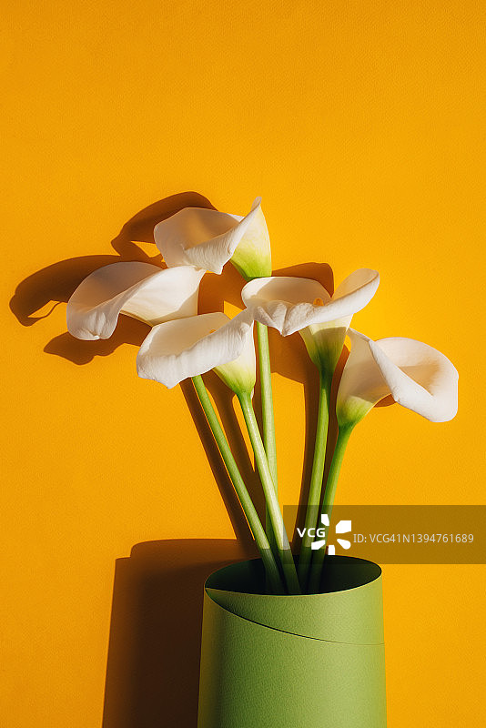 美丽的白色马蹄莲在彩色背景上图片素材