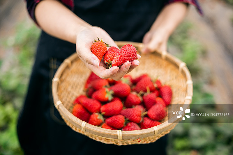有机草莓图片素材