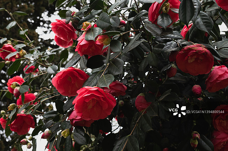 佐治亚州公园里阳光明媚的春天，盛开的山茶花图片素材
