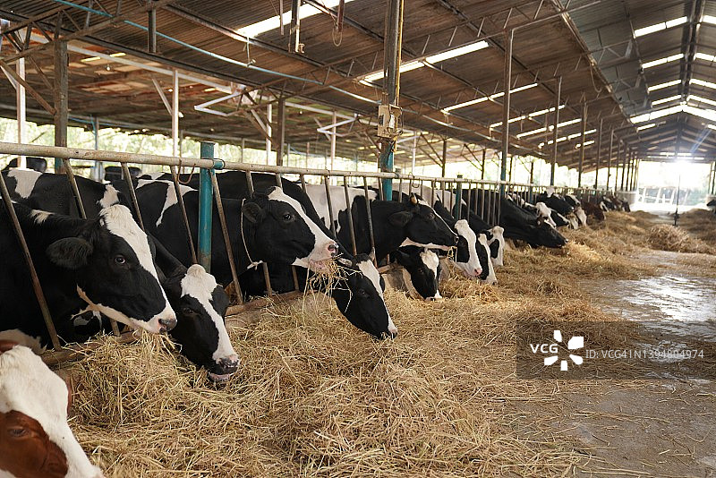奶牛场围栏里的一群奶牛的照片图片素材