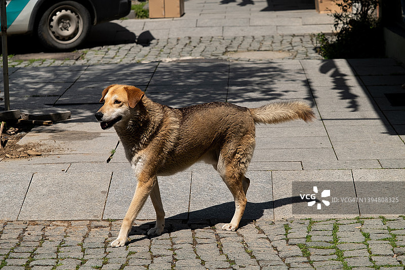 一只孤独的大型棕色狗站在沥青路面上图片素材