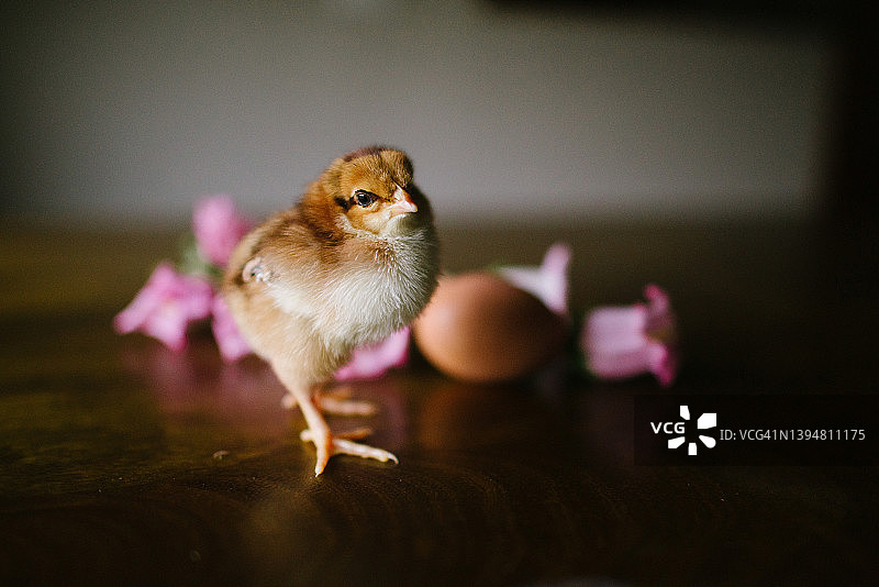 棕色小鸡图片素材