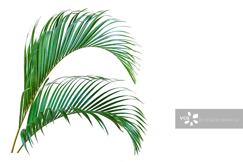 白色背景上的棕榈树绿叶图片素材