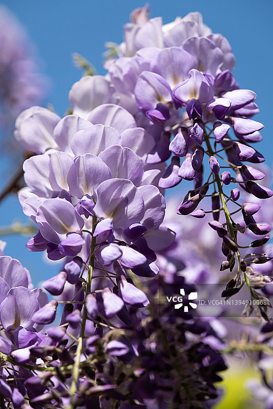 紫藤花：阳光明媚的夏日户外盛开的中国紫藤花枝图片素材