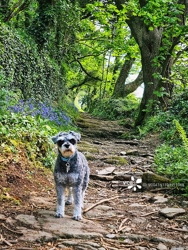 迷你雪纳瑞犬林地图片素材