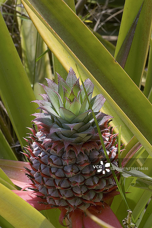 利比里亚热带雨林农场生长的菠萝图片素材