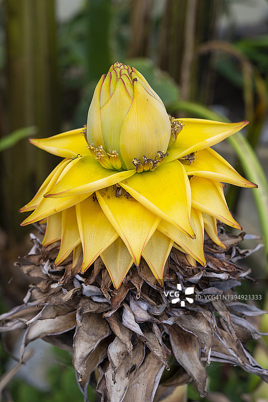 地涌金莲图片素材