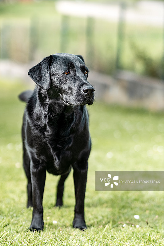 家中花园的黑色拉布拉多犬肖像图片素材