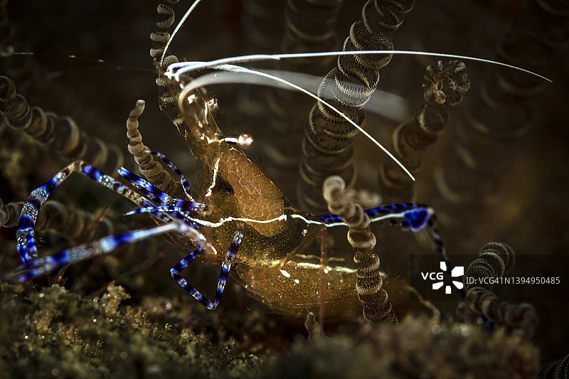 佩德森清洁虾图片素材