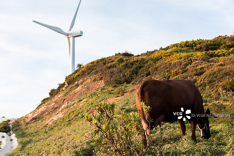 在田野里吃草的棕色奶牛和风力涡轮机图片素材
