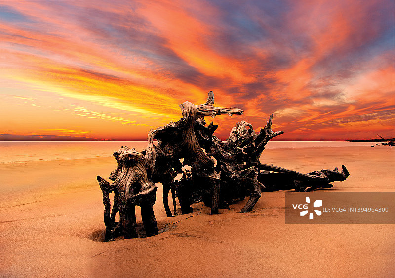 枯树根与彩色日出海景风光图片素材