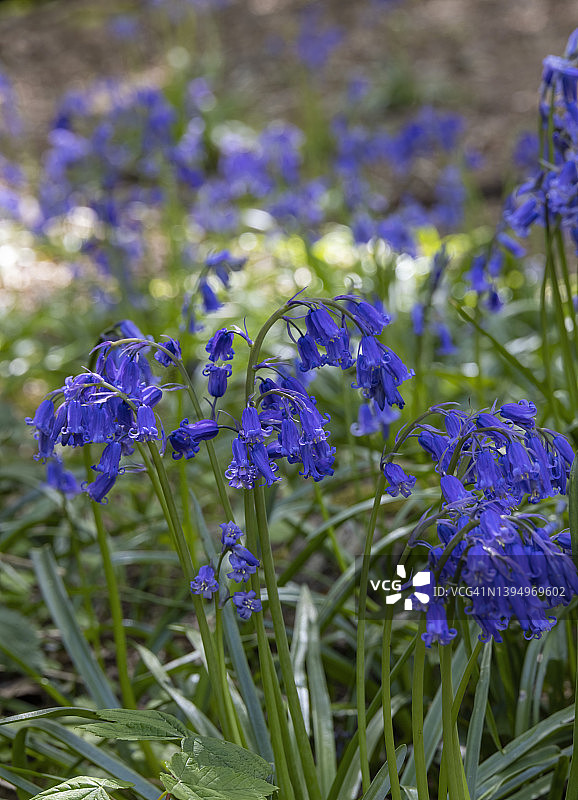蓝铃森林图片素材