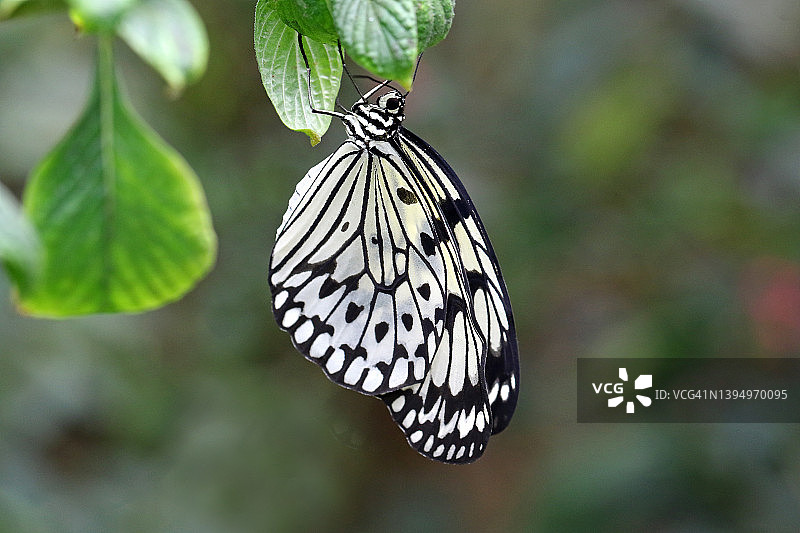 大型木灵蝶图片素材