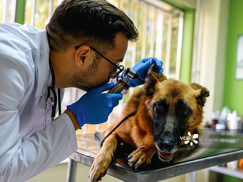 兽医在诊所检查狗的耳朵图片素材