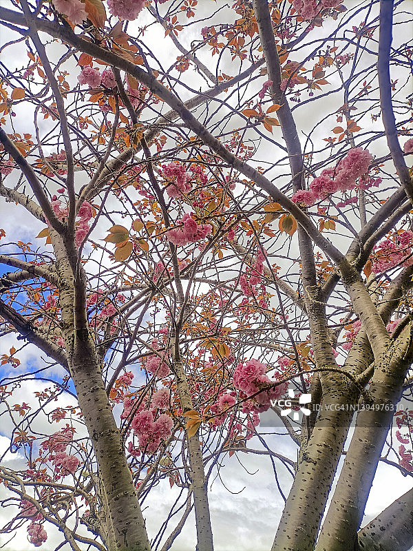 日本樱花图片素材