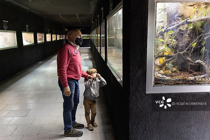 小女孩和爷爷在动物园观赏蛇图片素材