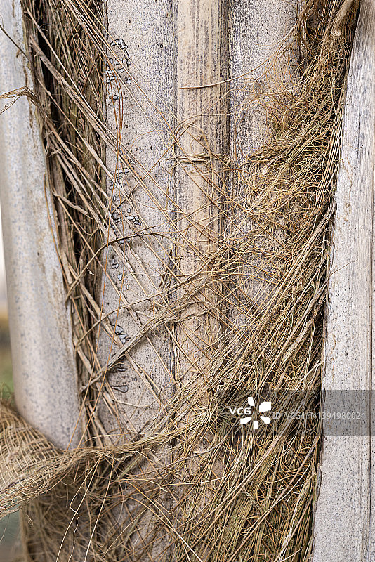 棕榈树干纹理的细节特写图片素材