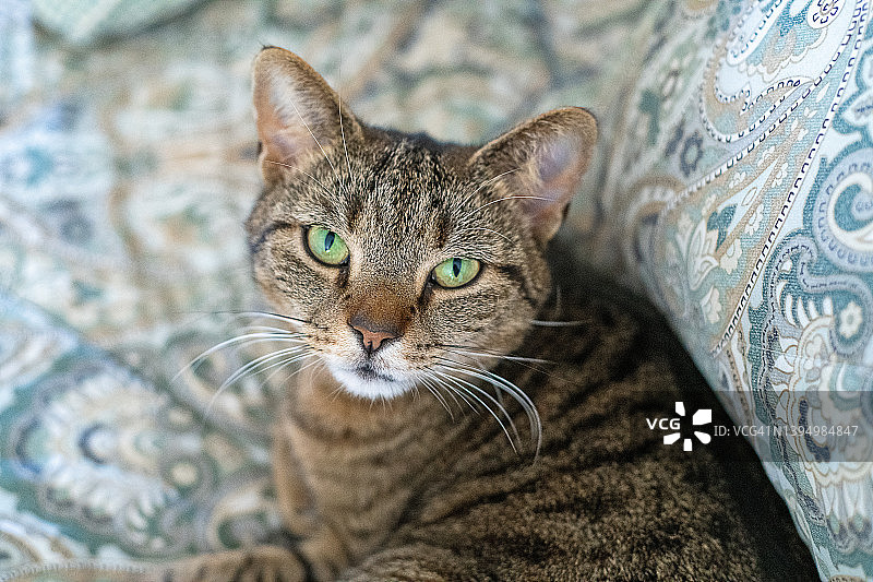 可爱的猫咪在家放松图片素材