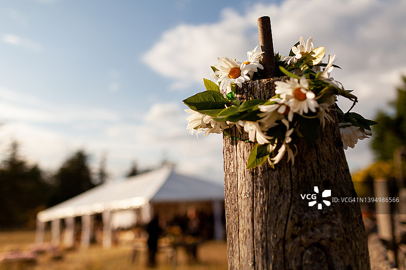 风化树桩上的新鲜雏菊图片素材