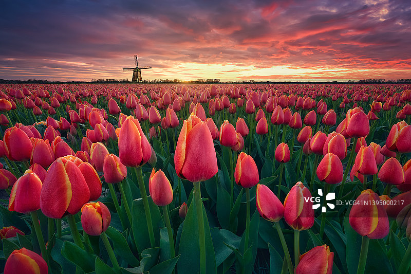 荷兰日落时分盛开的红黄郁金香花田与传统风车图片素材