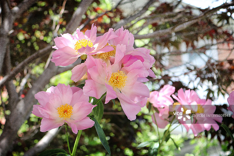 粉色牡丹图片素材