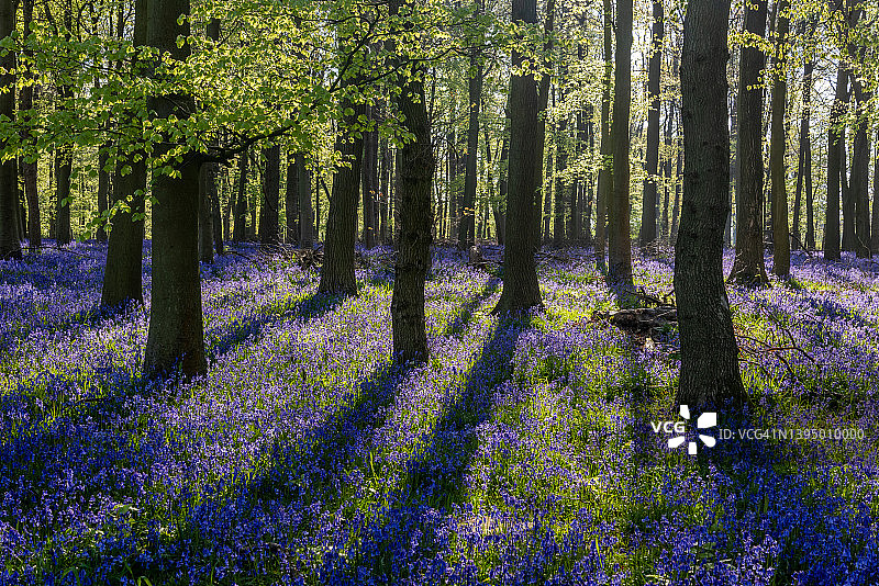 蓝铃森林图片素材