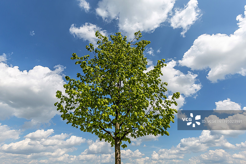 一棵树与云彩图片素材