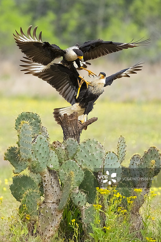 两只卡拉鹰在争夺领土图片素材