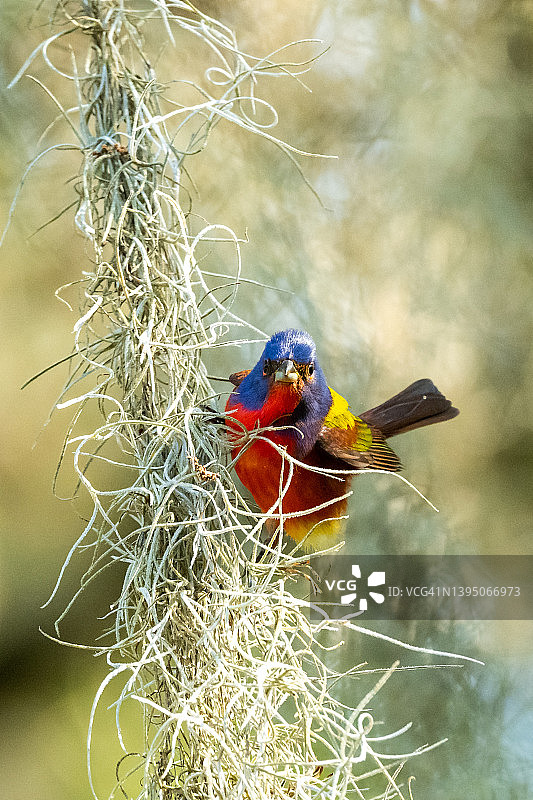 西班牙苔藓上的彩色彩旗鸟图片素材