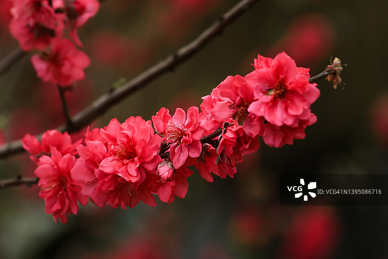 越南山罗省木州高原的深粉色桃花特写图片素材