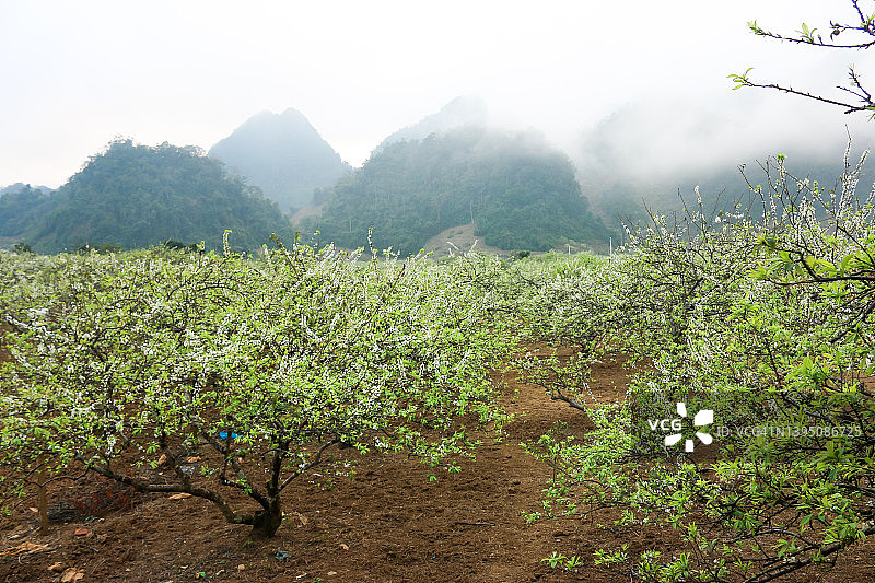 越南山罗木州高原的娜卡李子山谷图片素材