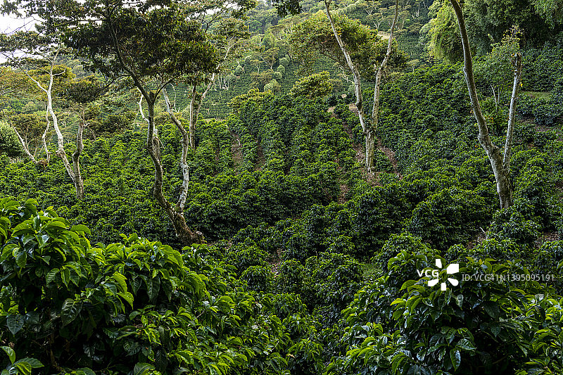 巴拿马山区的有机咖啡农场图片素材