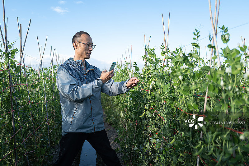 农民在菜园里网络直播豆荚图片素材