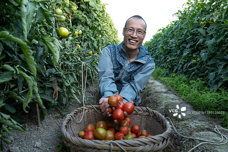 农民展示收获的西红柿图片素材