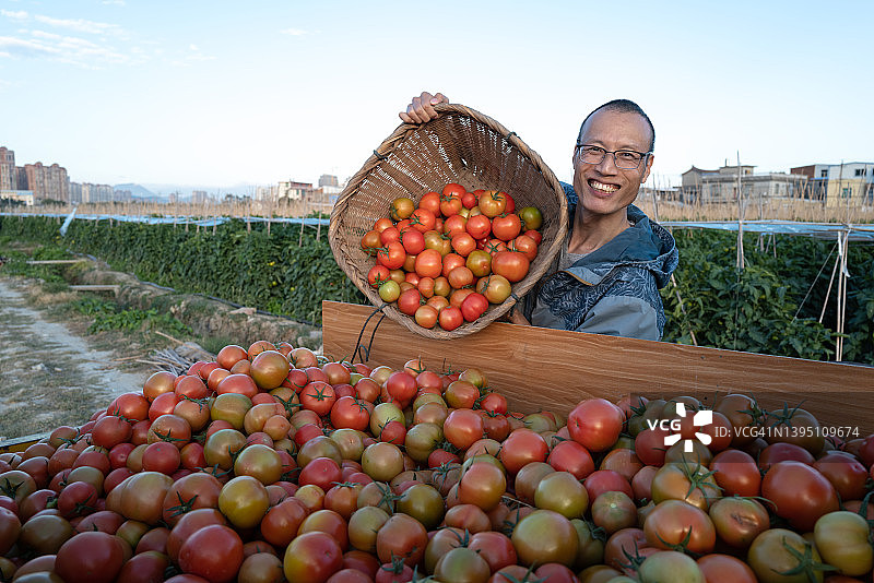 农民采摘西红柿图片素材
